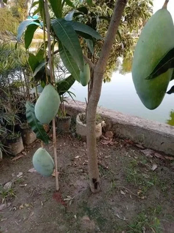 Noorjahan_Mango_Plant_GraftedOutdoor_Hybrid_Mango_Tree_Height_2_Feet_To_3_Feet'_Large_Fruits_Of_Approximately_3_To_4_Kg_Live_Fruit_Plant_For_Home_Garden