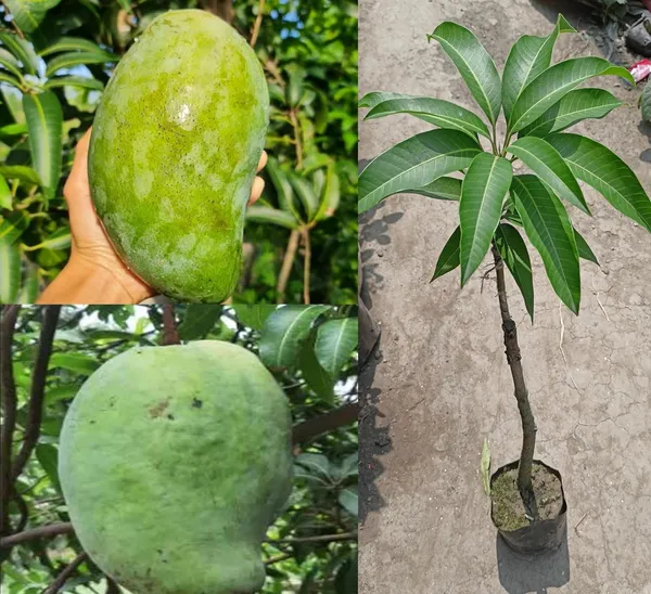 Noorjahan_Mango_Plant_GraftedOutdoor_Hybrid_Mango_Tree_Height_2_Feet_To_3_Feet'_Large_Fruits_Of_Approximately_3_To_4_Kg_Live_Fruit_Plant_For_Home_Garden
