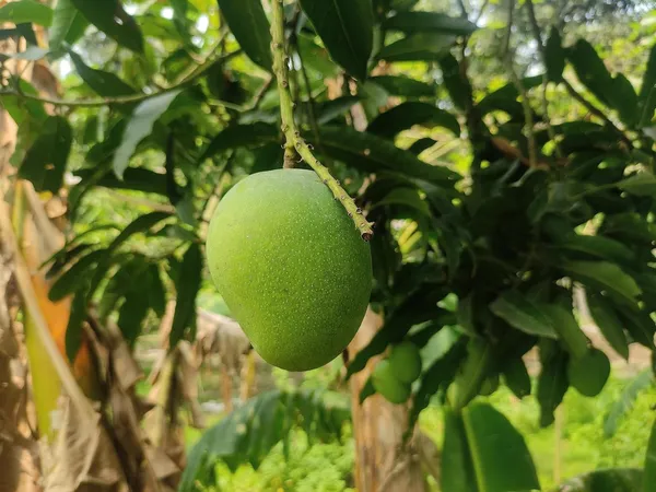 Himsagar_Mango_Plant_Hybrid_1.5-2_Feet_Height_Olive_Fruit_Plant_For_Home_Garden