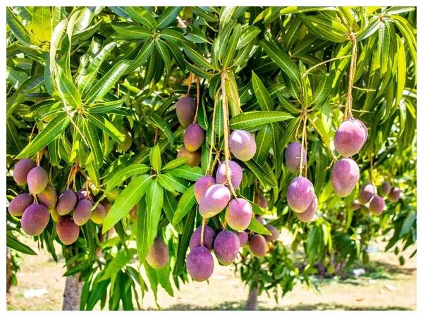 Original_Purple_Miyazaki_Mango_Plant_Original_2_Feet_Variety-_Japanese_Taiyo_No_Tamago,_Live_Plant_Grow_Bag_For_Home_Garden