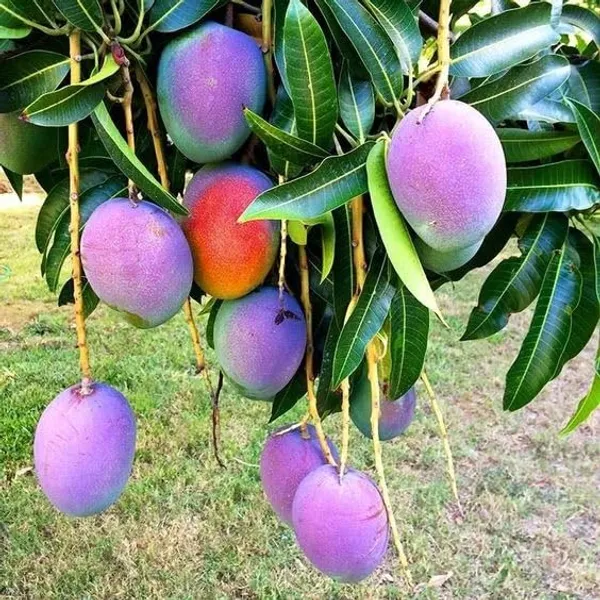 Original_Purple_Miyazaki_Mango_Plant_Original_2_Feet_Variety-_Japanese_Taiyo_No_Tamago,_Live_Plant_Grow_Bag_For_Home_Garden