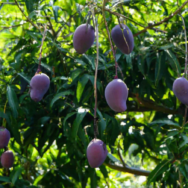Original_Purple_Miyazaki_Mango_Plant_Original_2_Feet_Variety-_Japanese_Taiyo_No_Tamago,_Live_Plant_Grow_Bag_For_Home_Garden