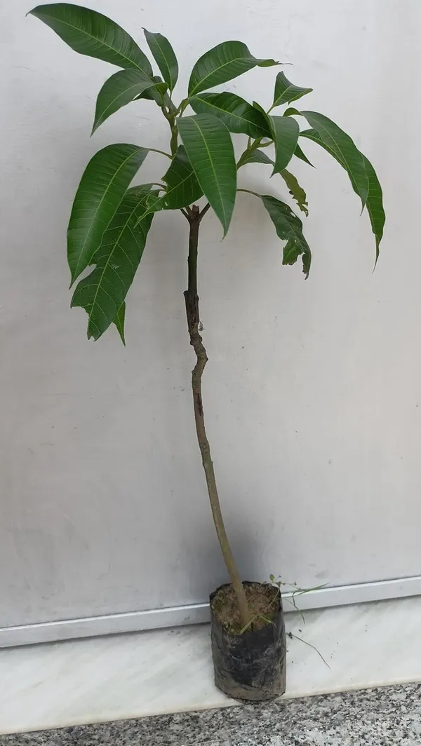 Original_Purple_Miyazaki_Mango_Plant_Original_2_Feet_Variety-_Japanese_Taiyo_No_Tamago,_Live_Plant_Grow_Bag_For_Home_Garden
