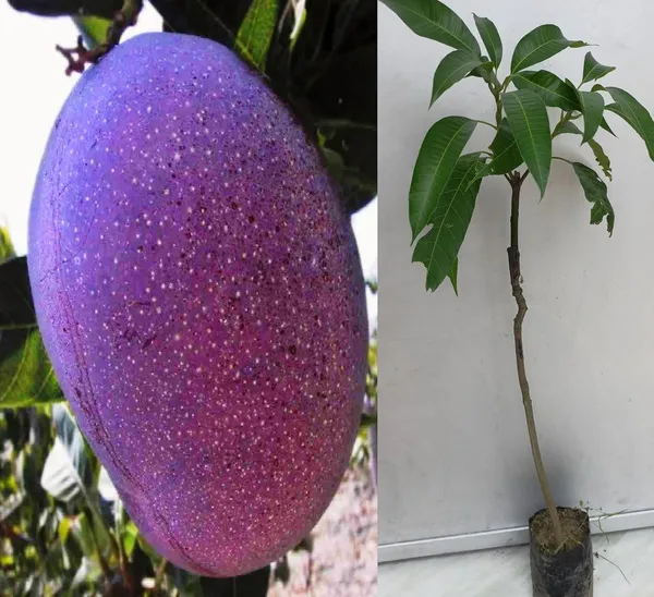 Original_Purple_Miyazaki_Mango_Plant_Original_2_Feet_Variety-_Japanese_Taiyo_No_Tamago,_Live_Plant_Grow_Bag_For_Home_Garden