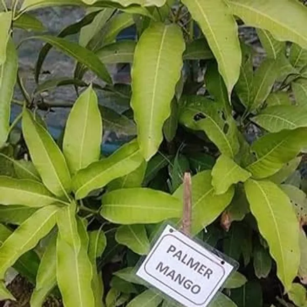 Dwarf_Palmer_Mango_Plant_Grafted_Hybrid_Fruit_After_9-12_Months_(1.5-2_Feet_Height)_1_Healthy_Live_Plant_Ideal_For_Small_Spaces