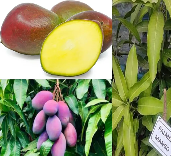 Dwarf_Palmer_Mango_Plant_Grafted_Hybrid_Fruit_After_9-12_Months_(1.5-2_Feet_Height)_1_Healthy_Live_Plant_Ideal_For_Small_Spaces