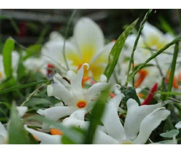 Garden_Parijat_Flower_Tree/Seuli_Flower_Plant_Harsingar_Ka_Podha/Parijatak_Flower_Medicinal_Plant