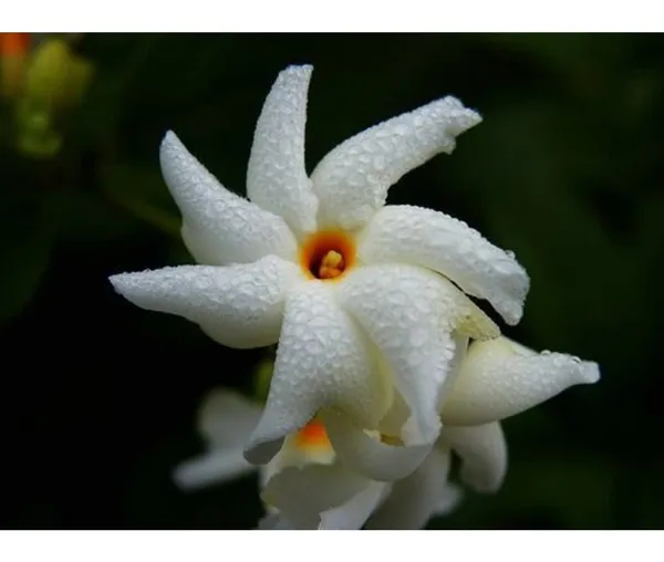 Garden_Parijat_Flower_Tree/Seuli_Flower_Plant_Harsingar_Ka_Podha/Parijatak_Flower_Medicinal_Plant