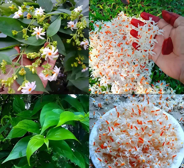 Garden_Parijat_Flower_Tree/Seuli_Flower_Plant_Harsingar_Ka_Podha/Parijatak_Flower_Medicinal_Plant