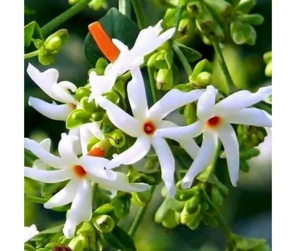 Garden_Parijat_Flower_Tree/Seuli_Flower_Plant_Harsingar_Ka_Podha/Parijatak_Flower_Medicinal_Plant