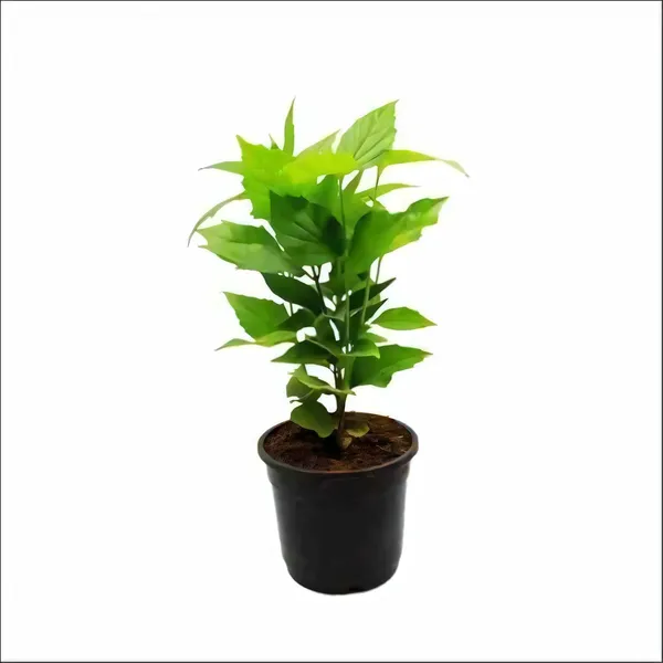 Garden_Parijat_Flower_Tree/Seuli_Flower_Plant_Harsingar_Ka_Podha/Parijatak_Flower_Medicinal_Plant