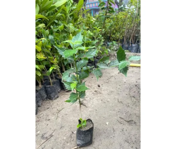 Garden_Parijat_Flower_Tree/Seuli_Flower_Plant_Harsingar_Ka_Podha/Parijatak_Flower_Medicinal_Plant
