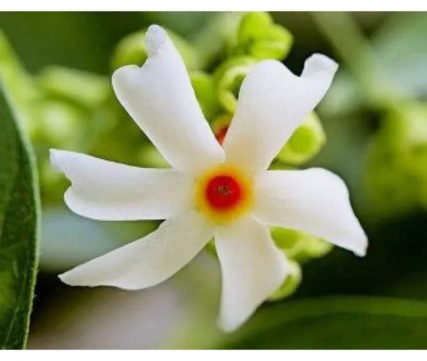 Garden_Parijat_Flower_Tree/Seuli_Flower_Plant_Harsingar_Ka_Podha/Parijatak_Flower_Medicinal_Plant