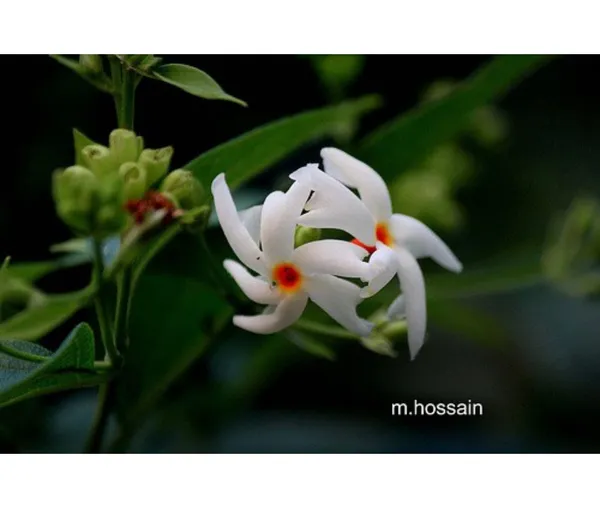 Garden_Parijat_Flower_Tree/Seuli_Flower_Plant_Harsingar_Ka_Podha/Parijatak_Flower_Medicinal_Plant