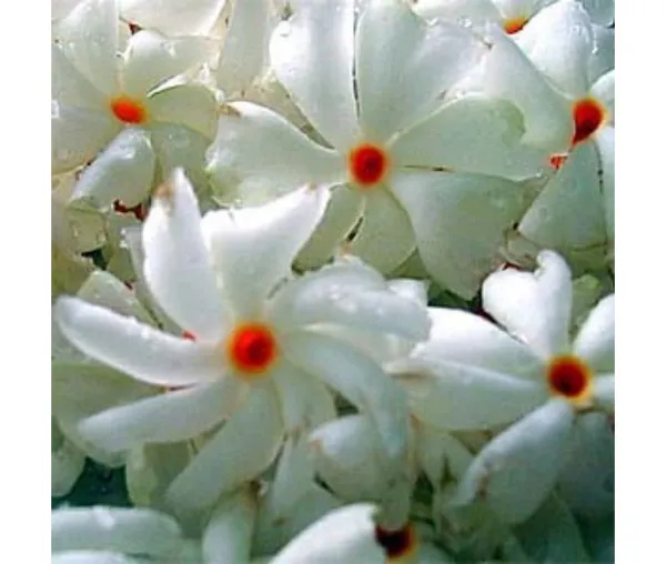 Garden_Parijat_Flower_Tree/Seuli_Flower_Plant_Harsingar_Ka_Podha/Parijatak_Flower_Medicinal_Plant