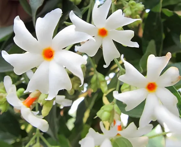 Parijat_Plant_Seuli_FlowerPlant_Harbinger_Plant_Hybrid_Parijatak_Tree_Flower_Plant_For_Home_Garden_Height_1-2_Feet_Night_Jasmine_Plant