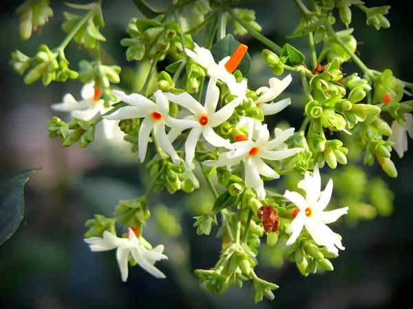 Parijat_Plant_Seuli_FlowerPlant_Harbinger_Plant_Hybrid_Parijatak_Tree_Flower_Plant_For_Home_Garden_Height_1-2_Feet_Night_Jasmine_Plant