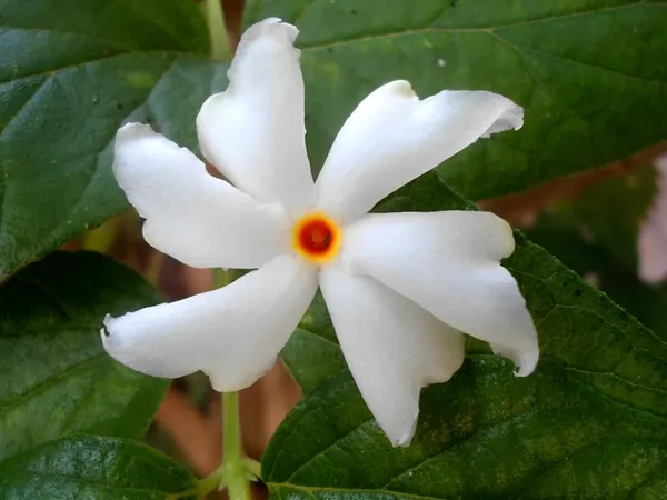Parijat_Plant_Seuli_FlowerPlant_Harbinger_Plant_Hybrid_Parijatak_Tree_Flower_Plant_For_Home_Garden_Height_1-2_Feet_Night_Jasmine_Plant