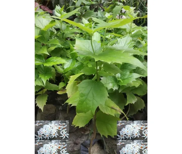 Parijat_Plant_Seuli_FlowerPlant_Harbinger_Plant_Hybrid_Parijatak_Tree_Flower_Plant_For_Home_Garden_Height_1-2_Feet_Night_Jasmine_Plant
