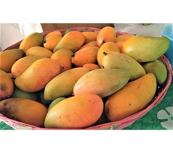 Nursery_Pico/Piko_Or_Padero_Philippines_Variety_Mango_Plant_Grafted_Plant_Height_1.5-2_Feet)_Hybrid_1_Healthy_Plant_For_Home_Garden_Fruit_After_2-3_Years_Aam_Mango_Tree_King_Of_Fruits