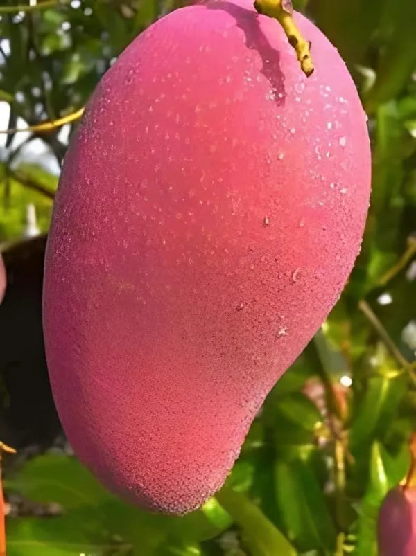 Combo_2Pink_Mango_Tree_Grafted_Mango_Plant_Hybrid_Height_1.5-2_FeetKing_Of_FruitsHealthy_New_Variety_Live_Plant_For_Home_Garden