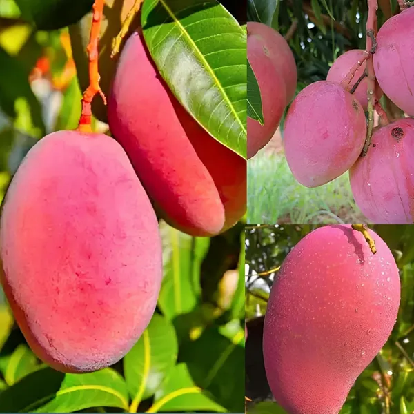 Combo_2Pink_Mango_Tree_Grafted_Mango_Plant_Hybrid_Height_1.5-2_FeetKing_Of_FruitsHealthy_New_Variety_Live_Plant_For_Home_Garden