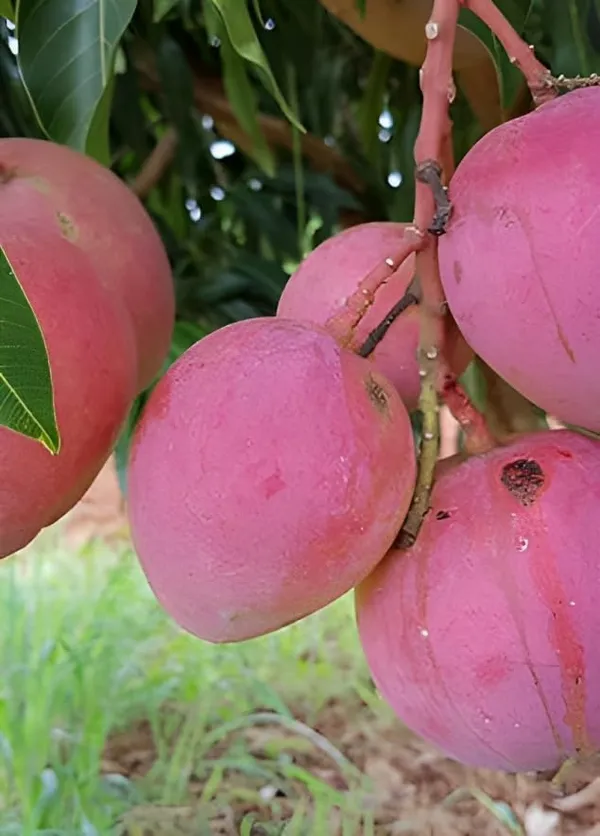 Combo_2Pink_Mango_Tree_Grafted_Mango_Plant_Hybrid_Height_1.5-2_FeetKing_Of_FruitsHealthy_New_Variety_Live_Plant_For_Home_Garden