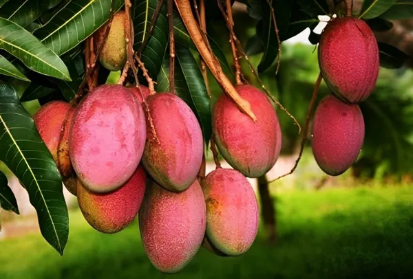 Combo_2Pink_Mango_Tree_Grafted_Mango_Plant_Hybrid_Height_1.5-2_FeetKing_Of_FruitsHealthy_New_Variety_Live_Plant_For_Home_Garden