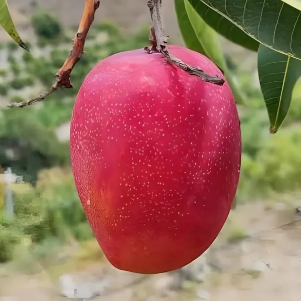 Combo_2Pink_Mango_Tree_Grafted_Mango_Plant_Hybrid_Height_1.5-2_FeetKing_Of_FruitsHealthy_New_Variety_Live_Plant_For_Home_Garden