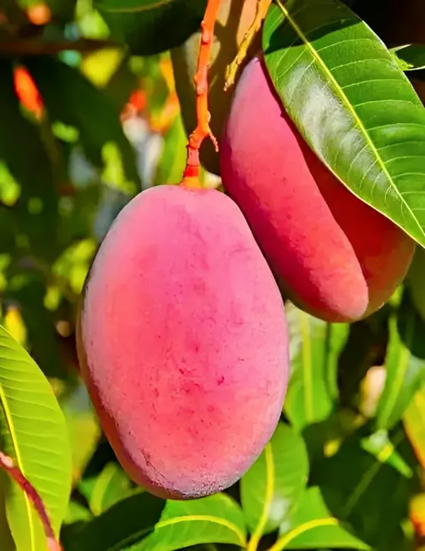 Combo_2Pink_Mango_Tree_Grafted_Mango_Plant_Hybrid_Height_1.5-2_FeetKing_Of_FruitsHealthy_New_Variety_Live_Plant_For_Home_Garden