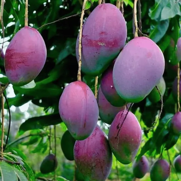 Purple_Miyazaki_Mango_Plant_Original_Grafted_Japanese_Variety_Fruit_Tree_Height_3_Feet,_Pack_Of_1_Plant