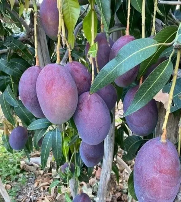 Purple_Miyazaki_Mango_Plant_Original_Grafted_Japanese_Variety_Fruit_Tree_Height_3_Feet,_Pack_Of_1_Plant