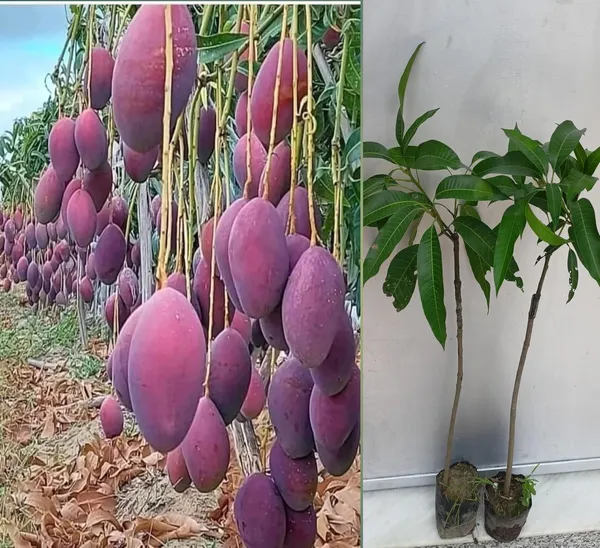 Purple_Miyazaki_Mango_Plant_Original_Grafted_Japanese_Variety_Fruit_Tree_Height_3_Feet,_Pack_Of_1_Plant