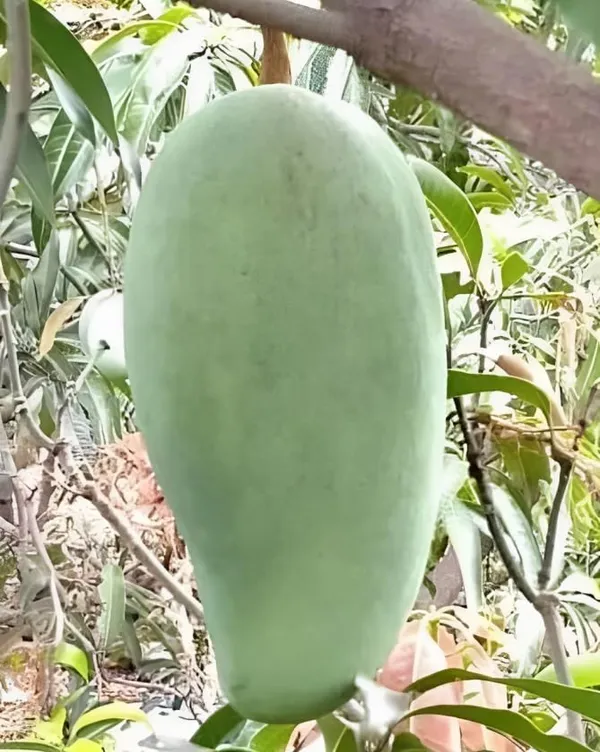 Noorjahan_Mango_Plant_Grafted_Height_1.5-2_Feet)_Hybrid_Healthy_Fruit_Plant_For_Home_Garden_King_Of_Fruits
