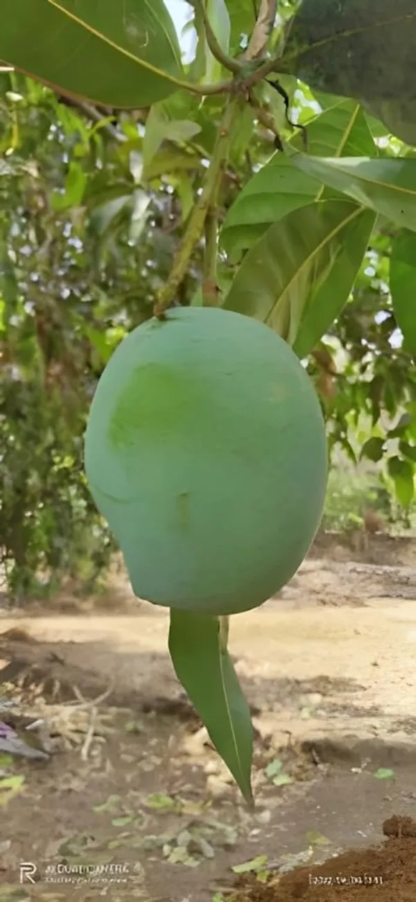 Rajapuri_Mango_Tree_Hybrid_King_Of_Fruits_2_Grafted_Healthy_Live_Plant_For_Home_Garden