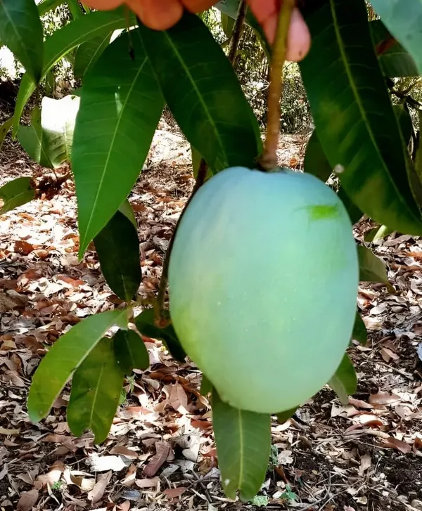 Rajapuri_Mango_Tree_Hybrid_King_Of_Fruits_2_Grafted_Healthy_Live_Plant_For_Home_Garden