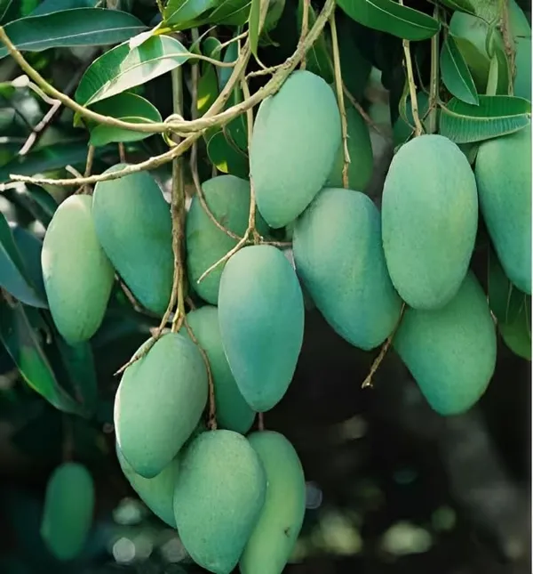 Rajapuri_Mango_Tree_Hybrid_King_Of_Fruits_2_Grafted_Healthy_Live_Plant_For_Home_Garden