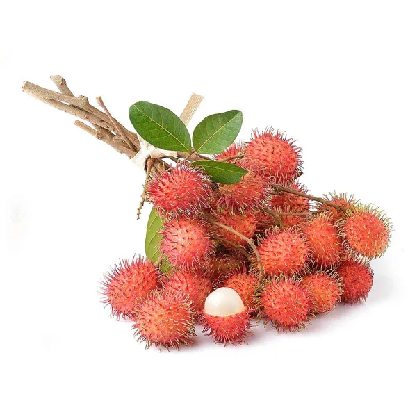 Ram_Bhutan_Rambotan_(Plant_Height1.5-2)_Ramboetan/RamboutanAir_Layering_Hybrid_Fruit_Plant_-_Healthy_Live_'Ram_Bhutan_Fruit_Plant'_Live_Plant_For_Home_Garden