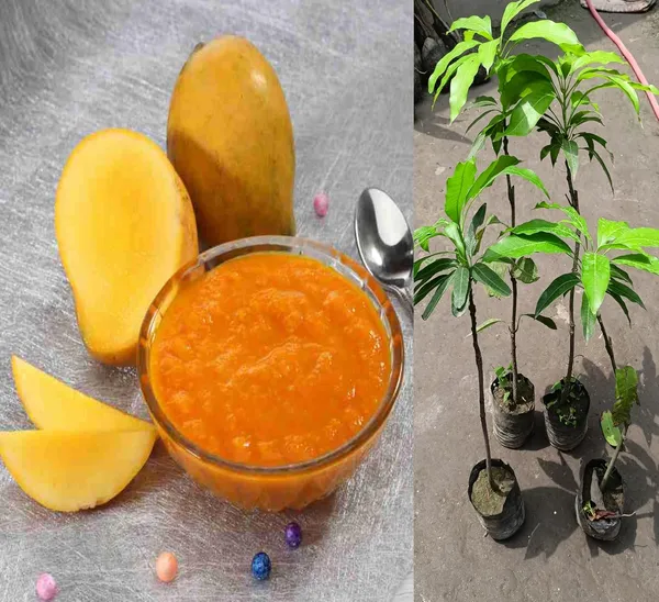 Fast-Growing_Raspuri_Mango_Plant_Fruit_After_1-2_Years_(Grafted_Plant,_1.5-2_Feet_Height)_-_Delicious_Variety_For_All_Climates_Hybrid_1_Healthy_Live_Plant