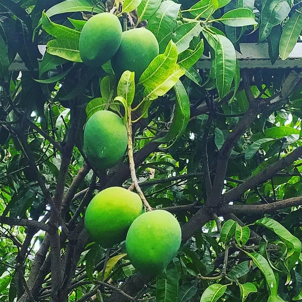 Fast-Growing_Raspuri_Mango_Plant_Fruit_After_1-2_Years_(Grafted_Plant,_1.5-2_Feet_Height)_-_Delicious_Variety_For_All_Climates_Hybrid_1_Healthy_Live_Plant