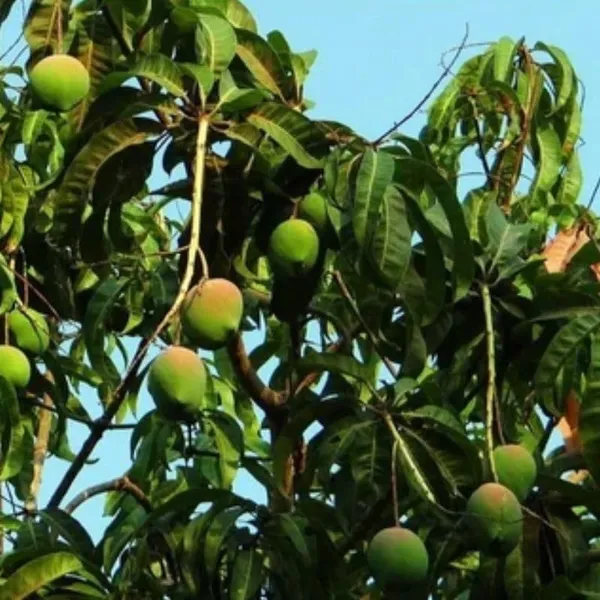 Fast-Growing_Raspuri_Mango_Plant_Fruit_After_1-2_Years_(Grafted_Plant,_1.5-2_Feet_Height)_-_Delicious_Variety_For_All_Climates_Hybrid_1_Healthy_Live_Plant