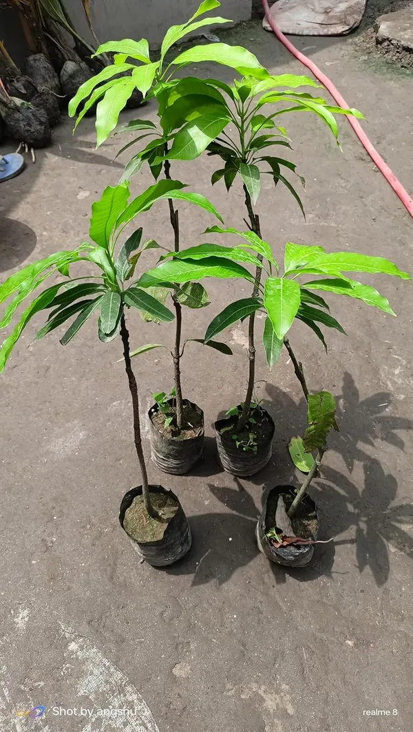Fast-Growing_Raspuri_Mango_Plant_Fruit_After_1-2_Years_(Grafted_Plant,_1.5-2_Feet_Height)_-_Delicious_Variety_For_All_Climates_Hybrid_1_Healthy_Live_Plant