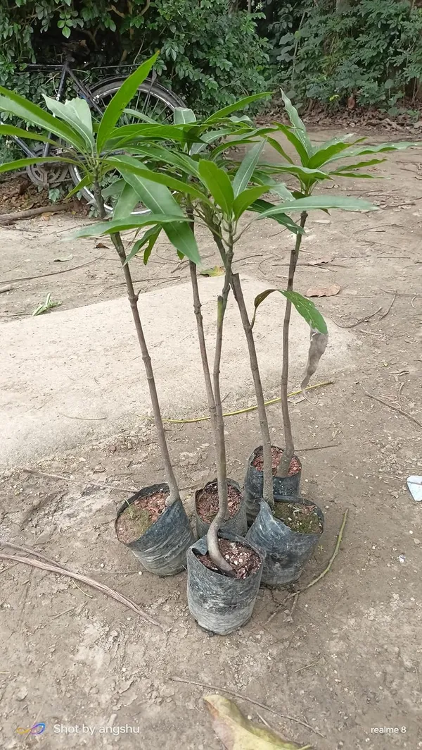 Red_Ivory_Mango_Plant,_Grafted_(Plant_Height:_1.5-2_Feet)_-_Hybrid_Mango_Tree_Plant._These_Grafted_Plants_Will_Bear_Fruit_In_1-2_Years._Perfect_As_A_Dwarf_Mango_Tree_For_Home_Gardens.