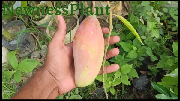 Red_Ivory_Mango_Plant,_Grafted_(Plant_Height:_1.5-2_Feet)_-_Hybrid_Mango_Tree_Plant._These_Grafted_Plants_Will_Bear_Fruit_In_1-2_Years._Perfect_As_A_Dwarf_Mango_Tree_For_Home_Gardens.