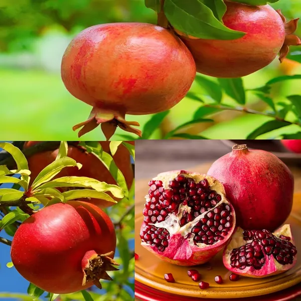 Combo_2Sala_Vatski_Pomegranate_Anar_Fruit_Plant_Air_Layered_Tree_Hybrid_Fruit_Plant_1.5-2_Feet_Height_Plant_For_Home_Garden
