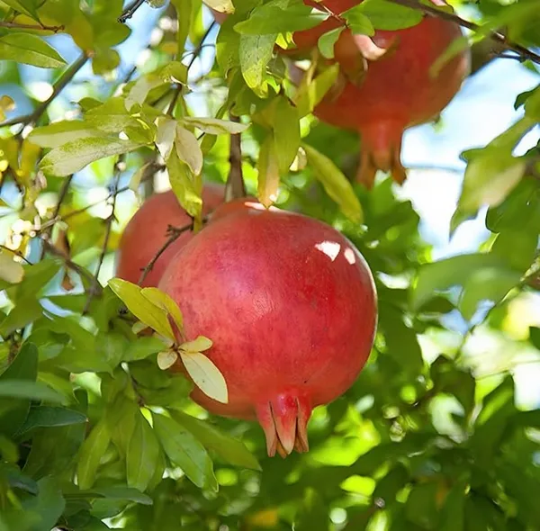 Combo_2Sala_Vatski_Pomegranate_Anar_Fruit_Plant_Air_Layered_Tree_Hybrid_Fruit_Plant_1.5-2_Feet_Height_Plant_For_Home_Garden