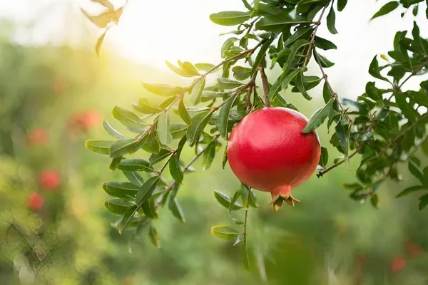 Combo_2Sala_Vatski_Pomegranate_Anar_Fruit_Plant_Air_Layered_Tree_Hybrid_Fruit_Plant_1.5-2_Feet_Height_Plant_For_Home_Garden
