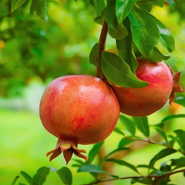 Combo_2Sala_Vatski_Pomegranate_Anar_Fruit_Plant_Air_Layered_Tree_Hybrid_Fruit_Plant_1.5-2_Feet_Height_Plant_For_Home_Garden
