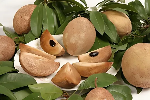 Combo_2Kalapatti_Variety_SapotaSweet_Tasty_Fleshy_Fruit-Hybrid_Chikoo_Grafted_Chiku_Healthy_Live_Plant(Height-2-.3_Ft)_Livdfor_Home_Garden