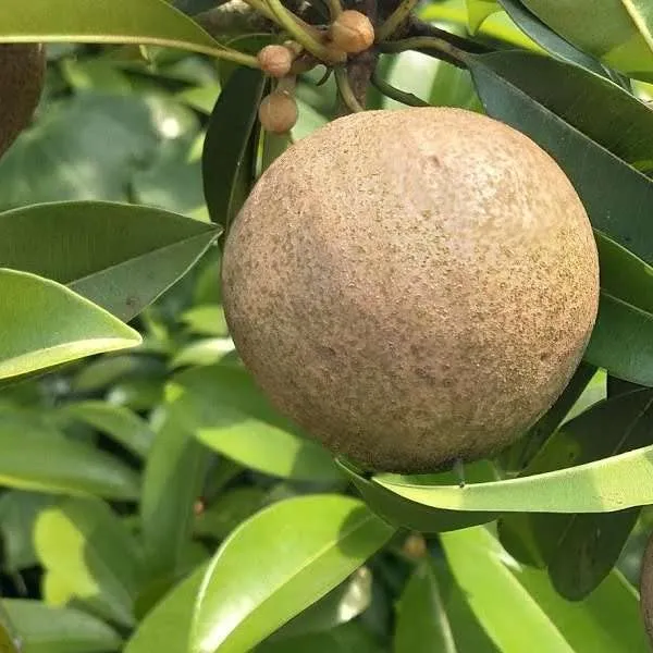 Combo_2Kalapatti_Variety_SapotaSweet_Tasty_Fleshy_Fruit-Hybrid_Chikoo_Grafted_Chiku_Healthy_Live_Plant(Height-2-.3_Ft)_Livdfor_Home_Garden